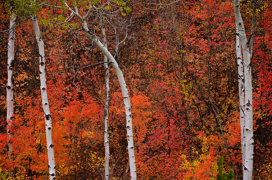 White Aspen Fall Colors Photograph by Ed Broberg