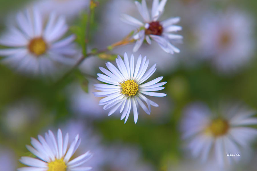 White Aster Flower Photograph by Christina Rollo