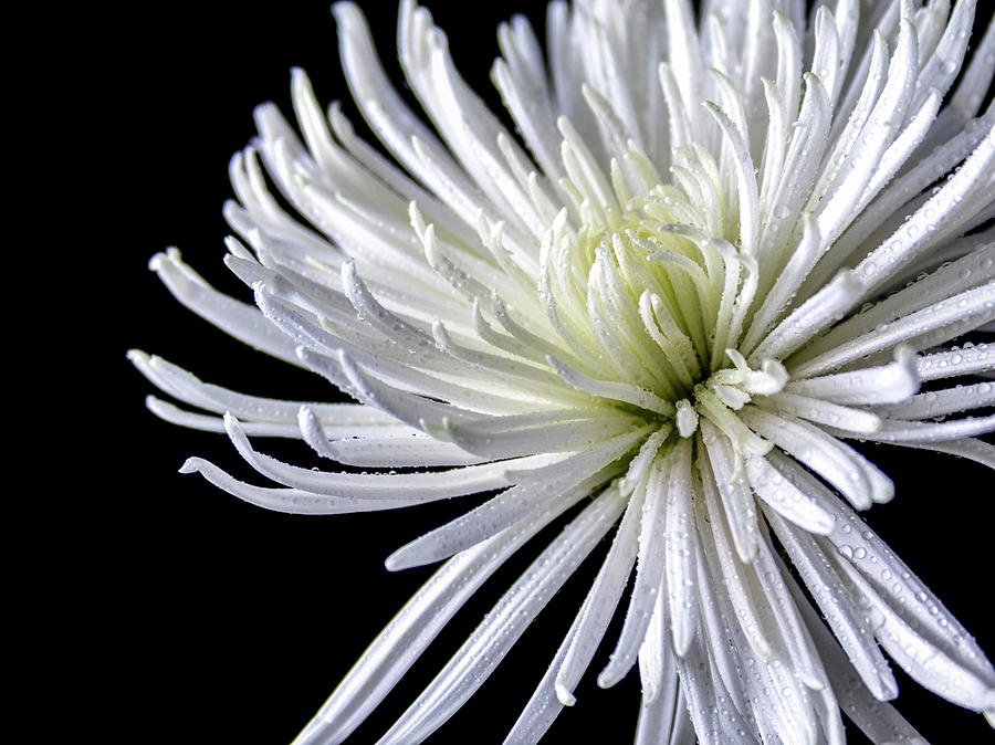 White Spider Mum with Dew Photograph by Chic Gallery Prints From Karen ...