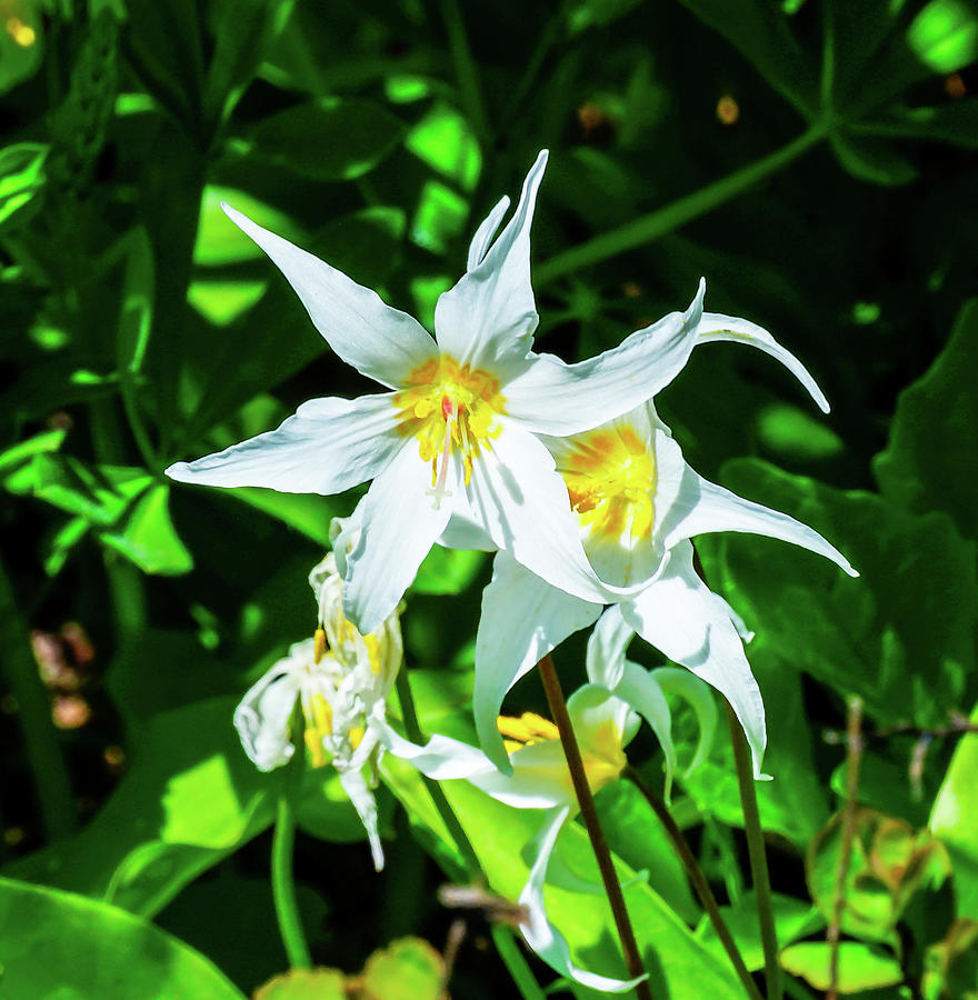 Mount Rainier National Park Photograph - White Avalanche Lily Erythronium by William Perry