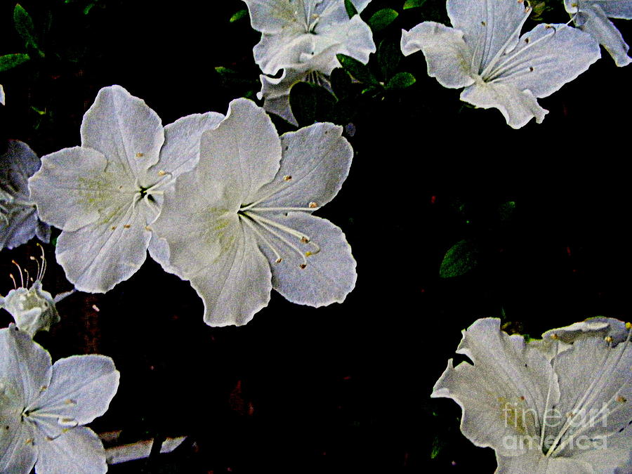 White Azaleas  Digital Art by Nancy Kane Chapman
