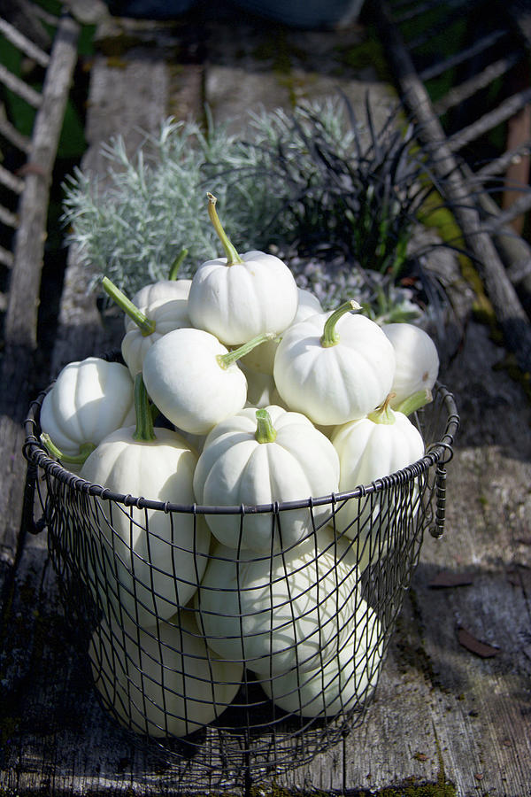 White Baby Boo Pumpkins In A Wire Basket Photograph by Hilda Hornbachner