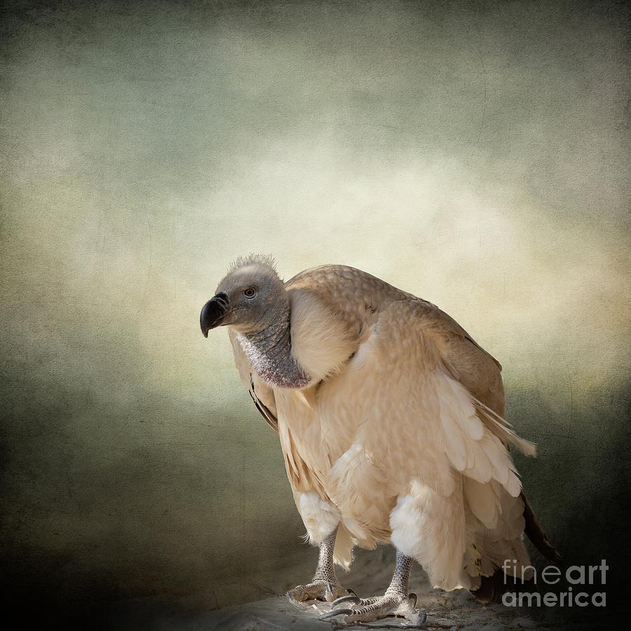 Wildlife Photograph - White-Backed Vulture by Eva Lechner