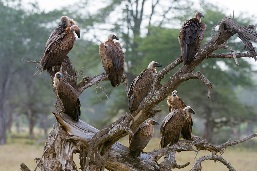 White-backed Vultures (gyps Africanus), On A Tree Top, Tsavo, Kenya ...