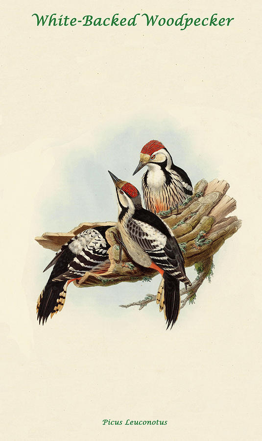 White-Backed Woodpecker Painting by John Gould