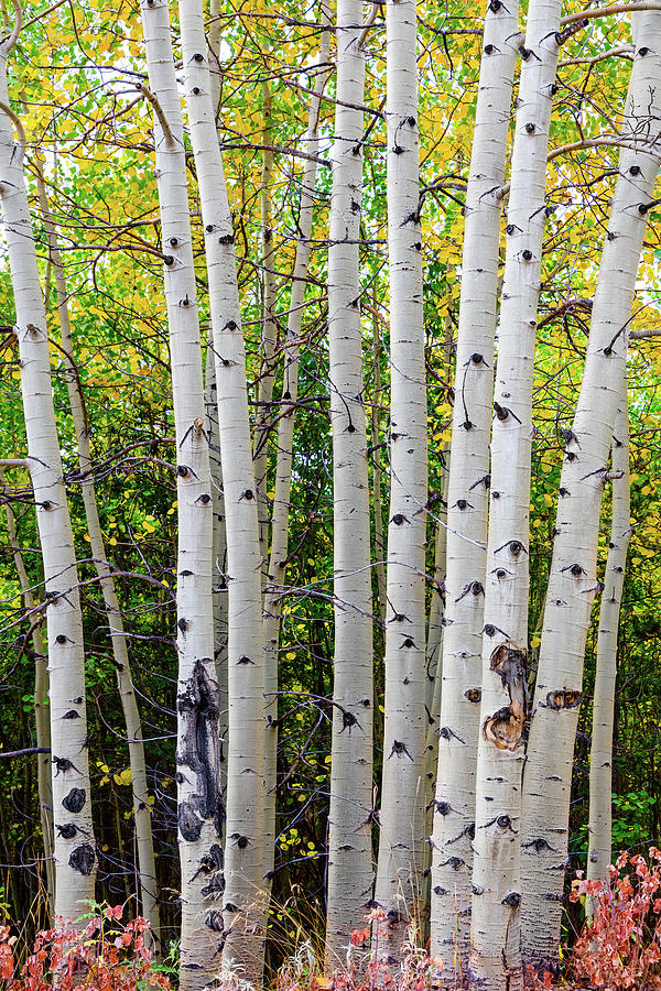 Fall Photograph - White Bark Golden Forest by James BO Insogna