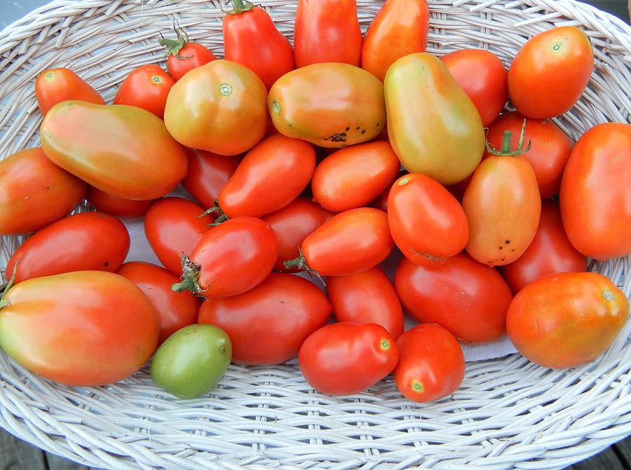 White Basket And Tomatoes Photograph