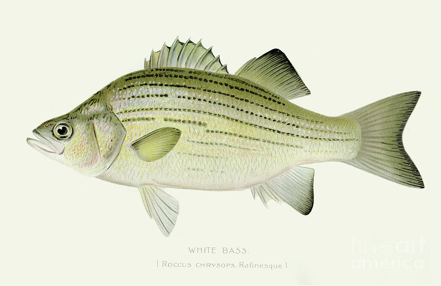 White Bass Illustration 1897 Digital Art by Thepalmer
