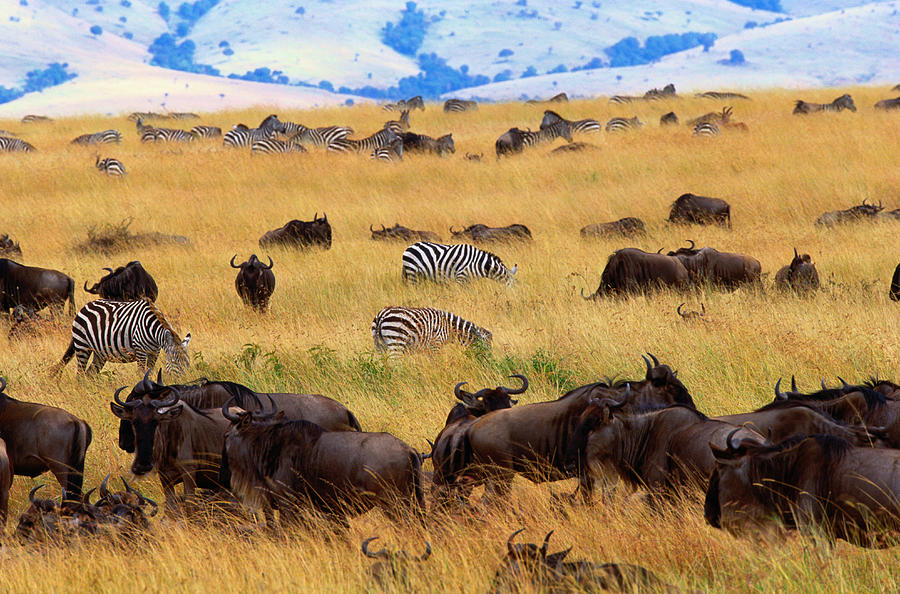 White-bearded Wildebeest Connochaetes Photograph by Art Wolfe