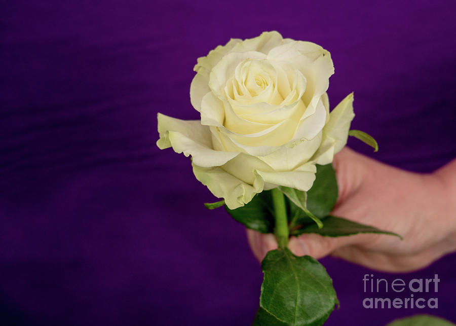 White Beauty on Purple by Annerose Walz White Beauty on Purple by Annerose Walz