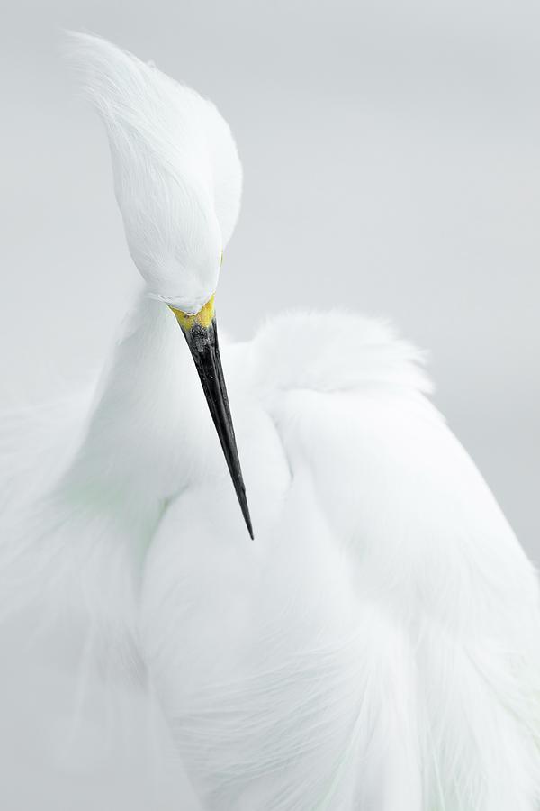 Wildlife Photograph - White Beauty by Rostislav Kralik