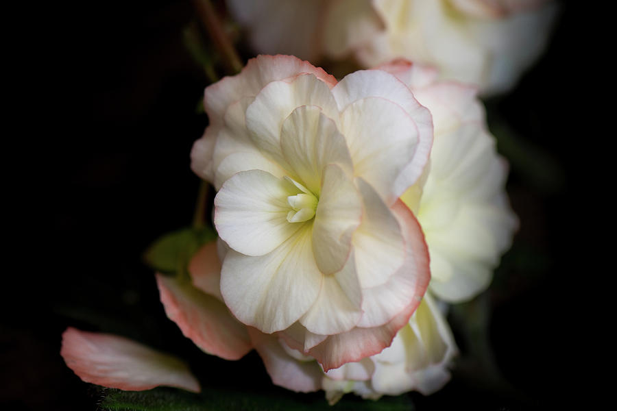 White Begonia Photograph by Shelby Erickson