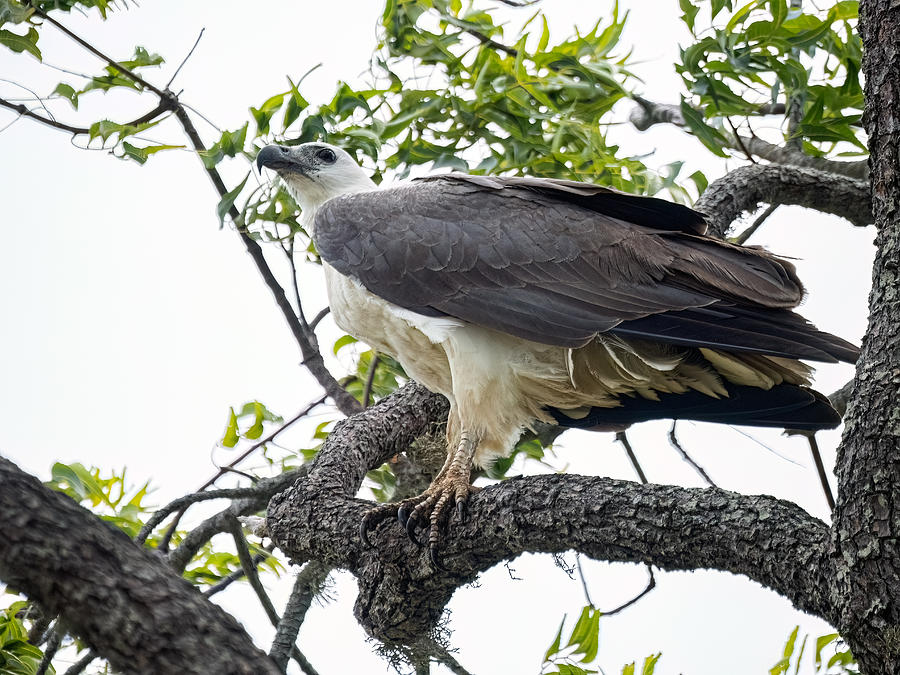 White-bellied Sea Eagle Photograph by Henk Goossens - Fine Art America