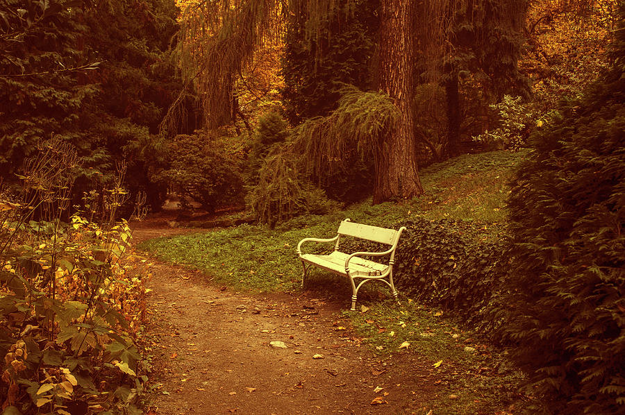 White Bench in Secret Garden 1 Photograph by Jenny Rainbow