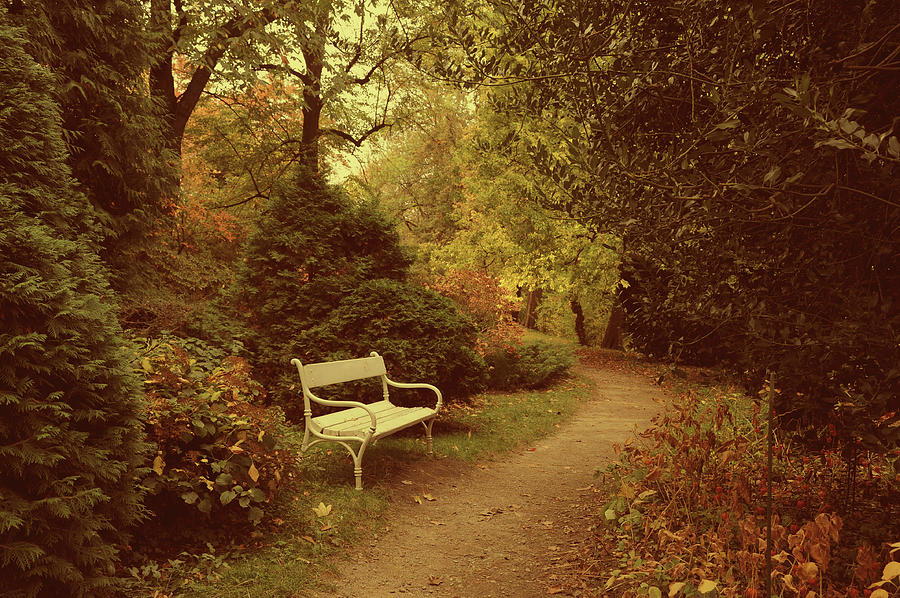 White Bench in Secret Garden 3 Photograph by Jenny Rainbow