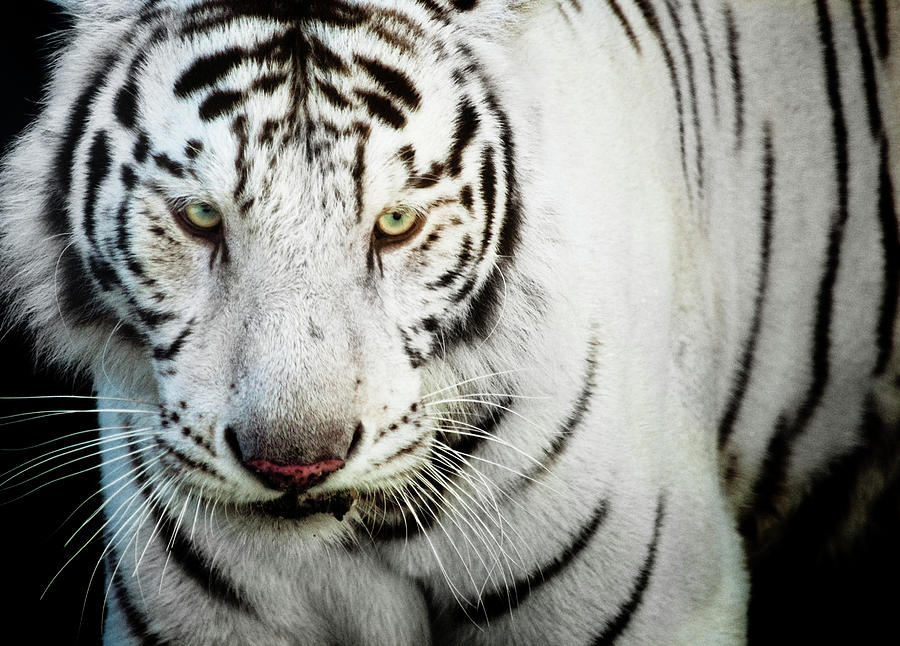 White Bengal Tiger Photograph by Hector Garcia @kirai