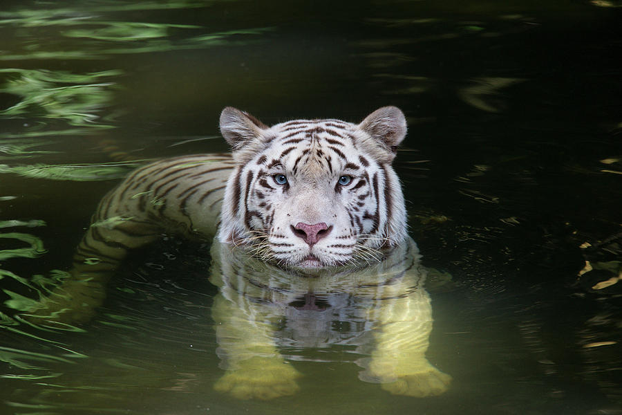 White Bengal Tiger In Water Photograph by Suzi Eszterhas