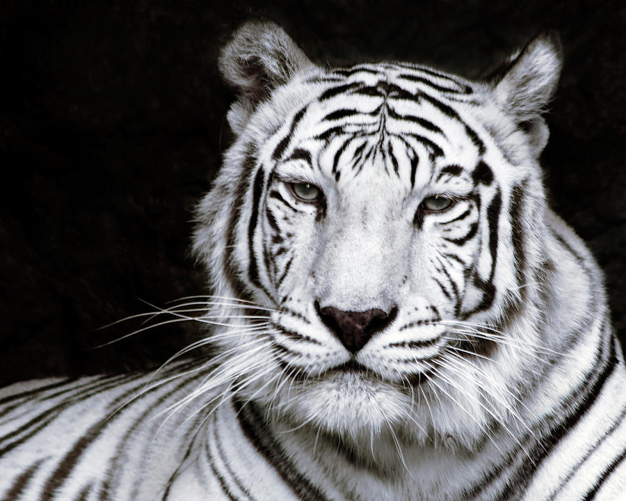 White Bengal Tiger Photograph by Bj S
