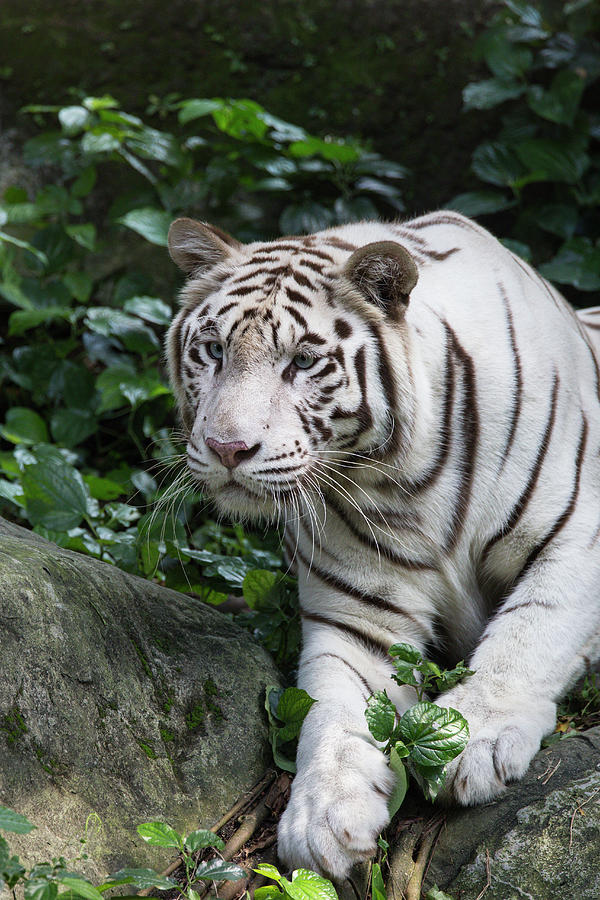 White Bengal Tiger Photograph by Suzi Eszterhas