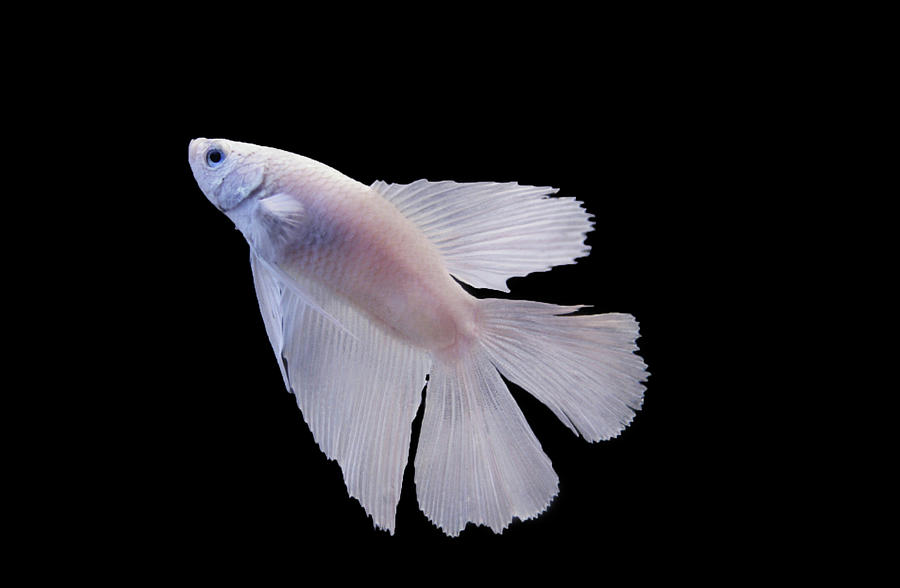 White Betta Fish Photograph by Photograph By Anastasiya Fursova