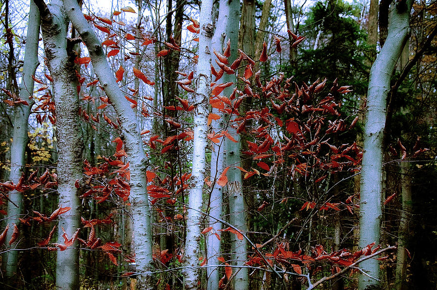 White Birch Forest  Photograph by Elaine Manley