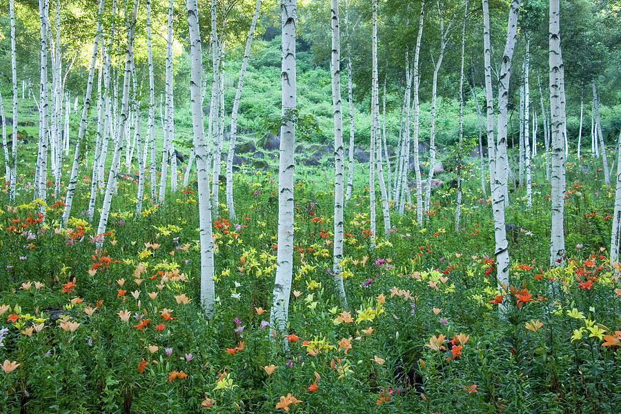 White Birch Lily Garden Photograph by Sachikos Photography