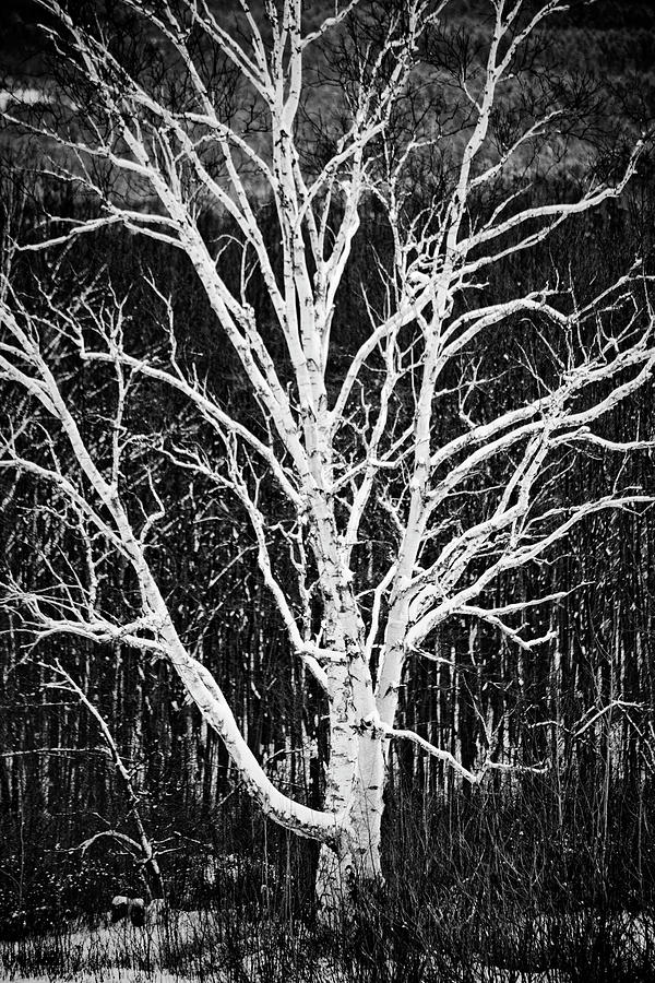 White Birch by Trevor Slauenwhite White Birch by Trevor Slauenwhite