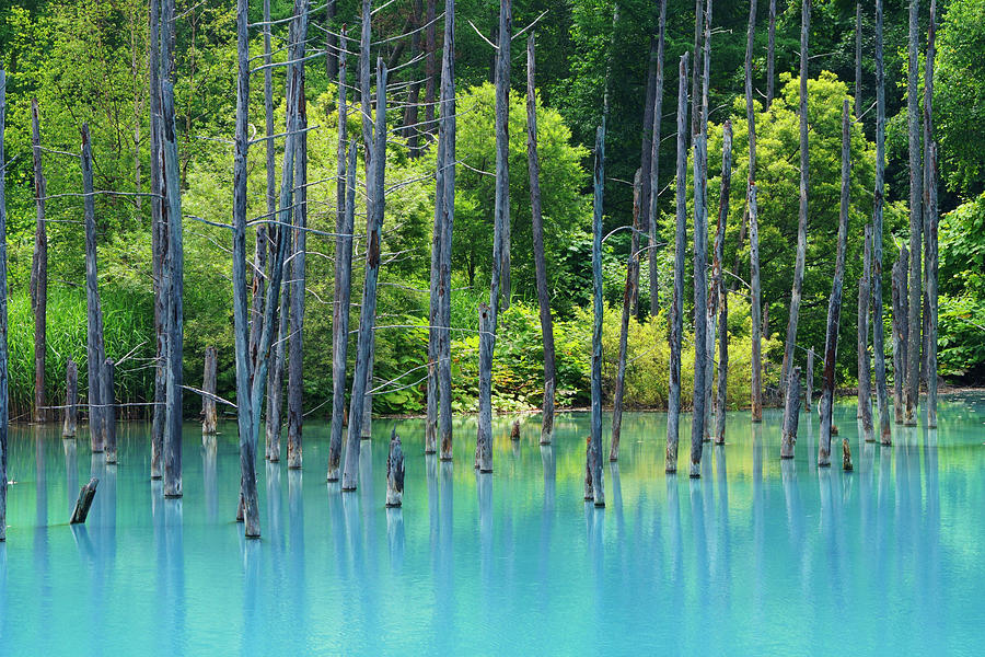 White Birches In Blue Pond Photograph by Hiroya Minakuchi