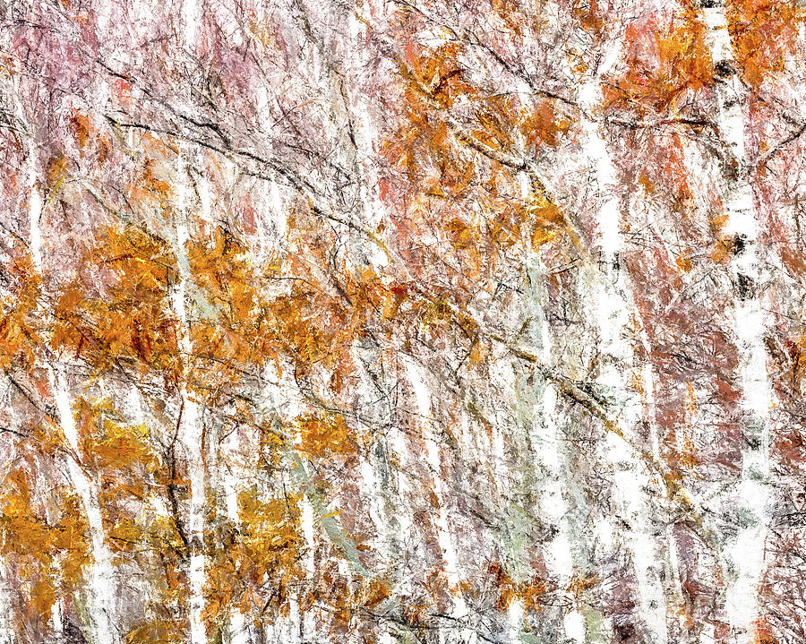 White Birches  Digital Art by Susan Cole Kelly