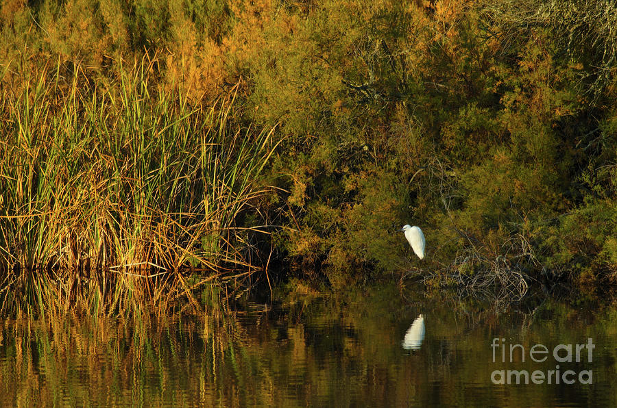 White Bird by the River by Angelo DeVal White Bird by the River by Angelo DeVal