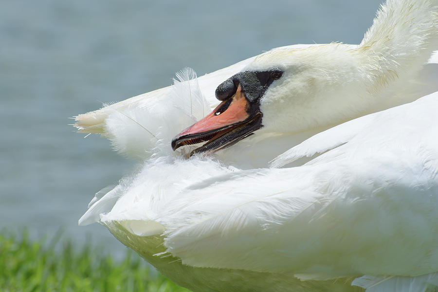 White bird Mute swan close-up Photograph by Zina Stromberg