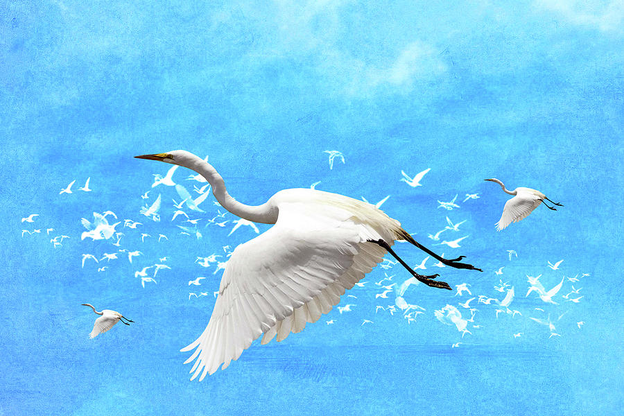 Bird Mixed Media - White Birds And Blue Sky by Ata Alishahi