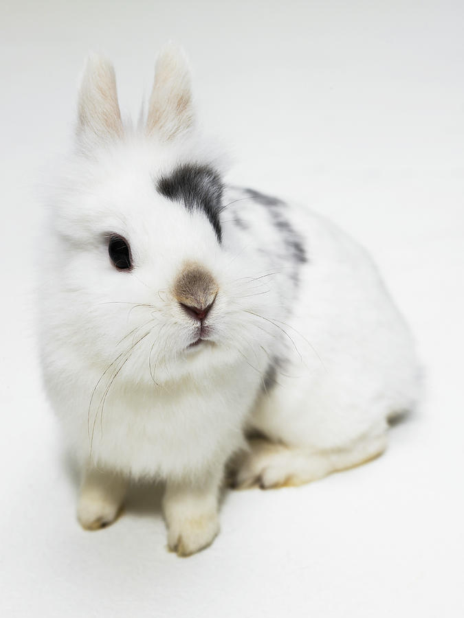 White, Black And Brown Rabbit Photograph by Michael Blann