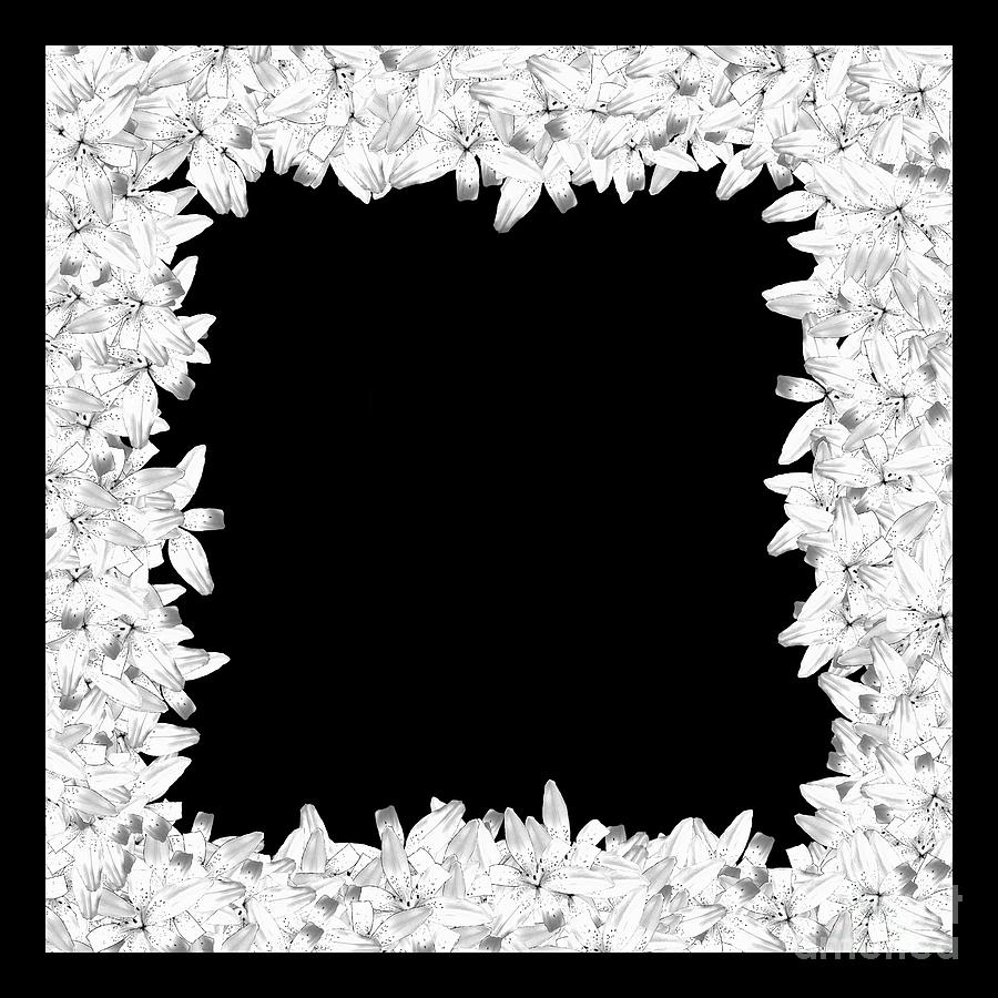 White Black Lily Flower Frame Digital Art by Delynn Addams
