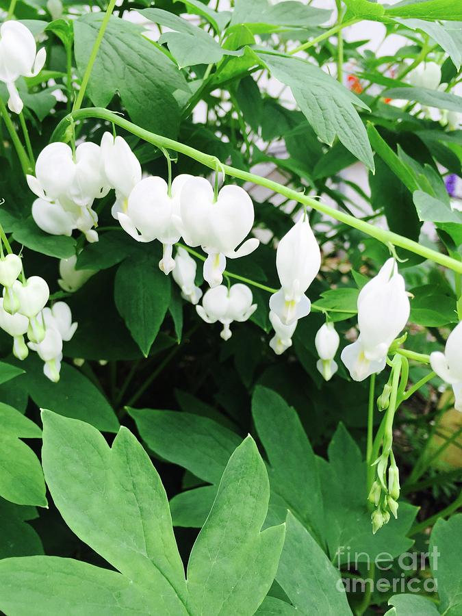 Flower Photograph - White Bleeding Heart by Megan Cohen Flower Photograph - White Bleeding Heart by Megan Cohen
