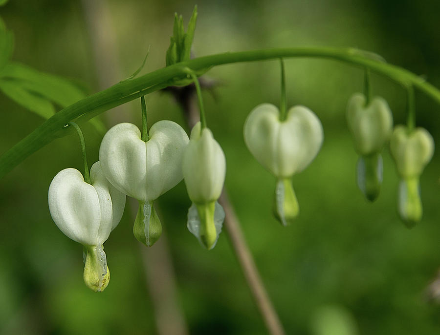 White Bleeding Hearts Photograph by Mark Allen - Fine Art America