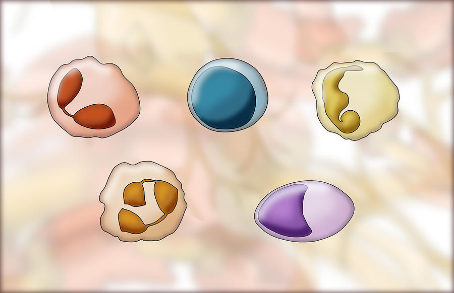 White Blood Cell Types, Illustration Photograph by Monica Schroeder