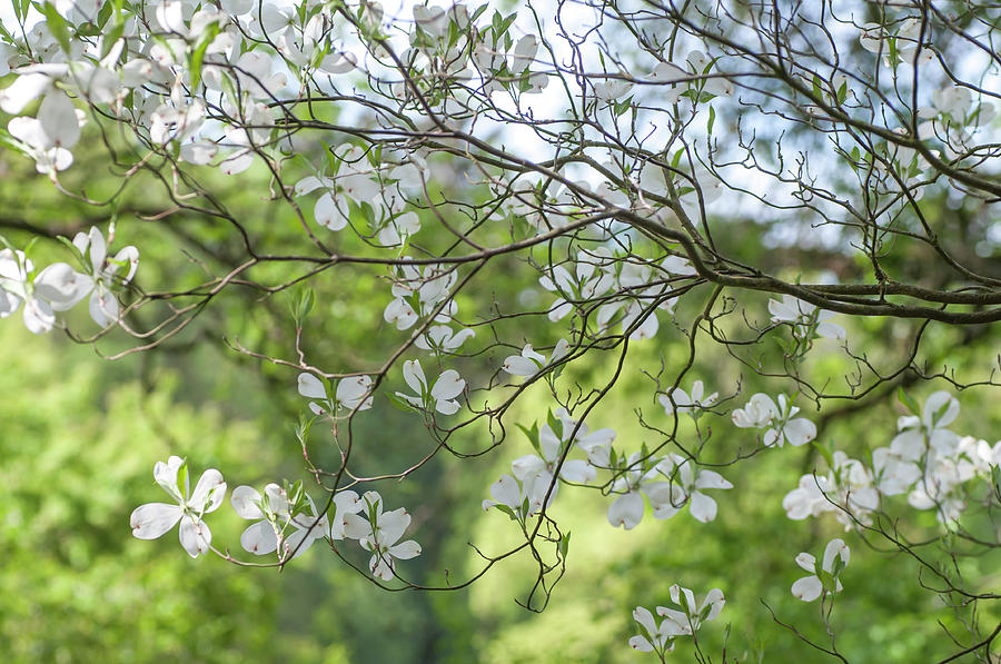 White Bloom of Dogwood Tree Photograph by Jenny Rainbow