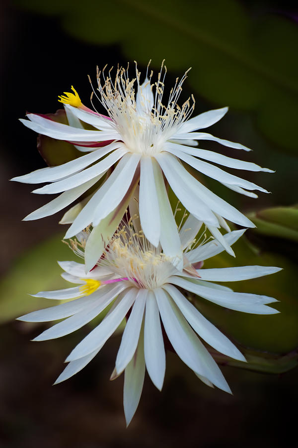 White blooming cactus Photograph by Zina Stromberg