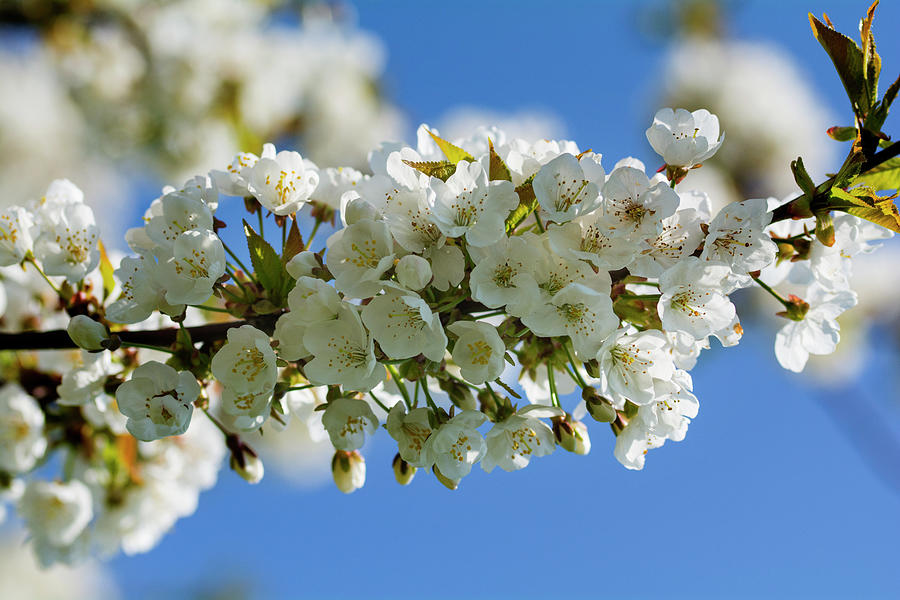 White Blooming Cherry Blossom Branch In Front Of A Blue Sky Photograph by Chris Schfer