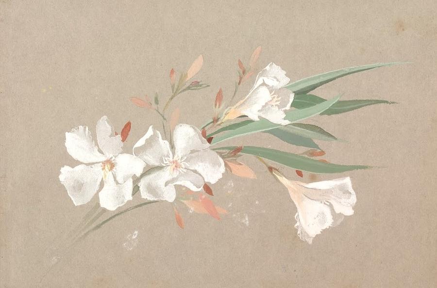 White Oleander Painting by Lilias Trotter