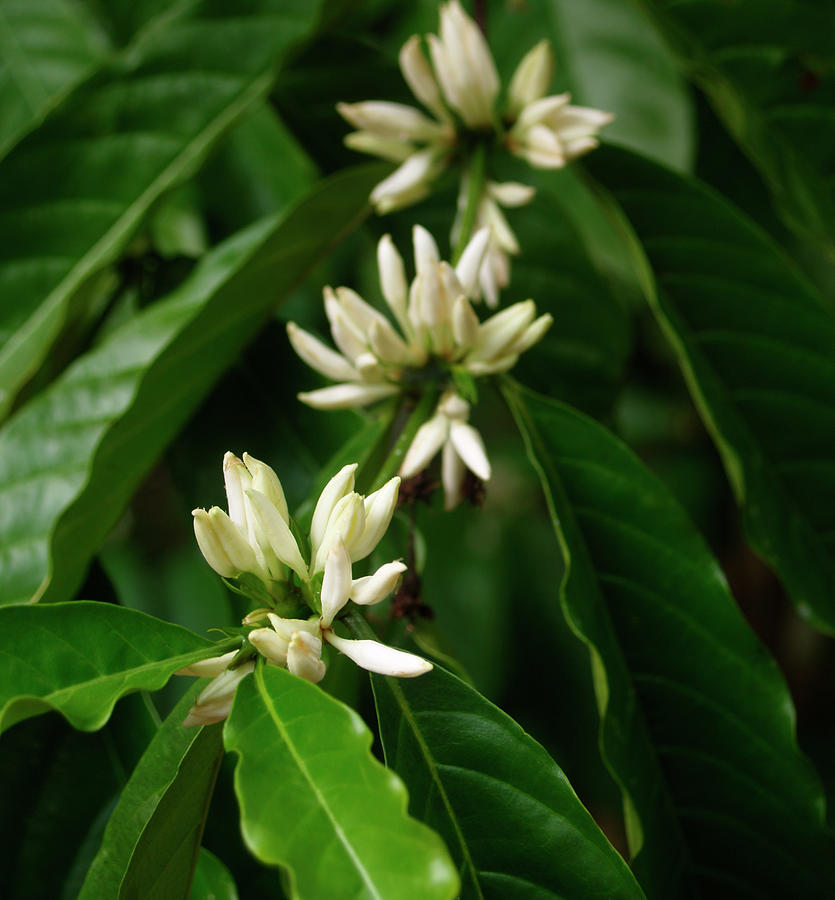 White Blooms Of Arabica Coffee Tree Photograph by Creativei