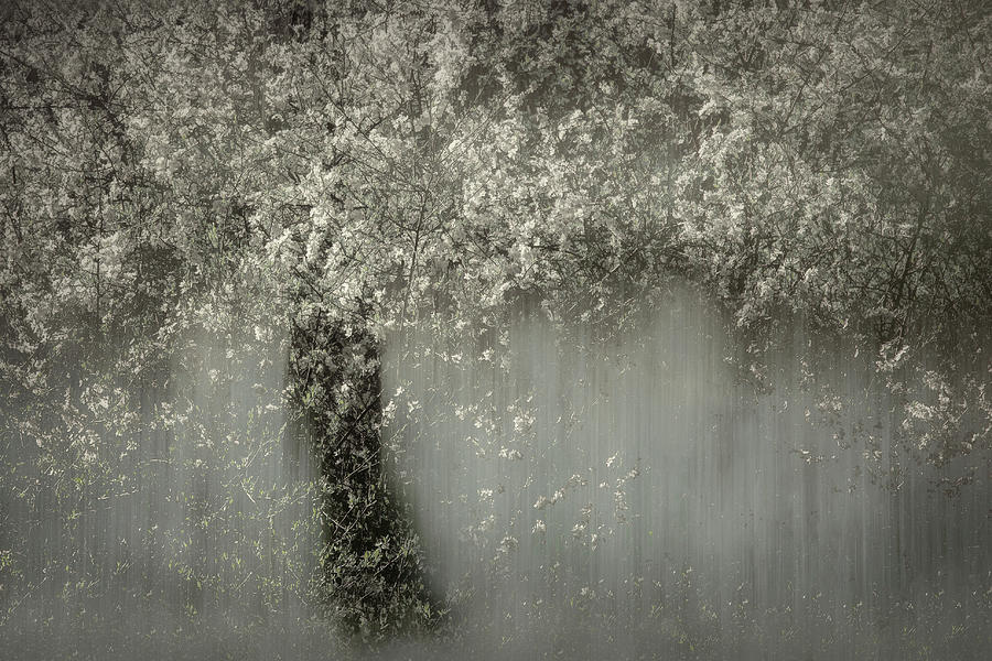 White Blossom Photograph by Nel Talen