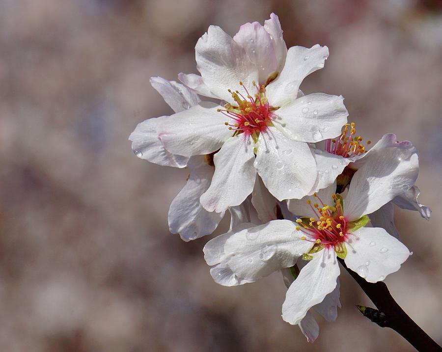 Almond Blossoms Photograph by Brett Harvey