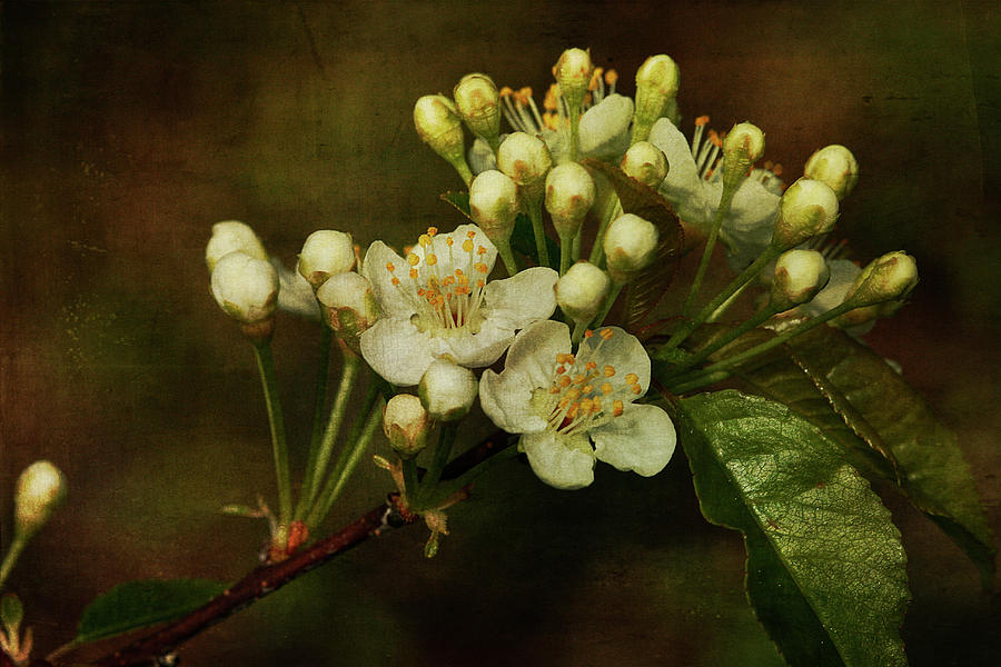 White Blossoms Photograph by Cindi Ressler