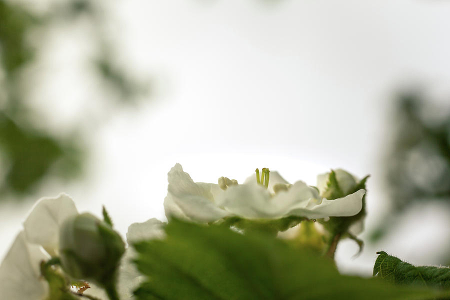 White Blossoms by Jeanette Fellows White Blossoms by Jeanette Fellows