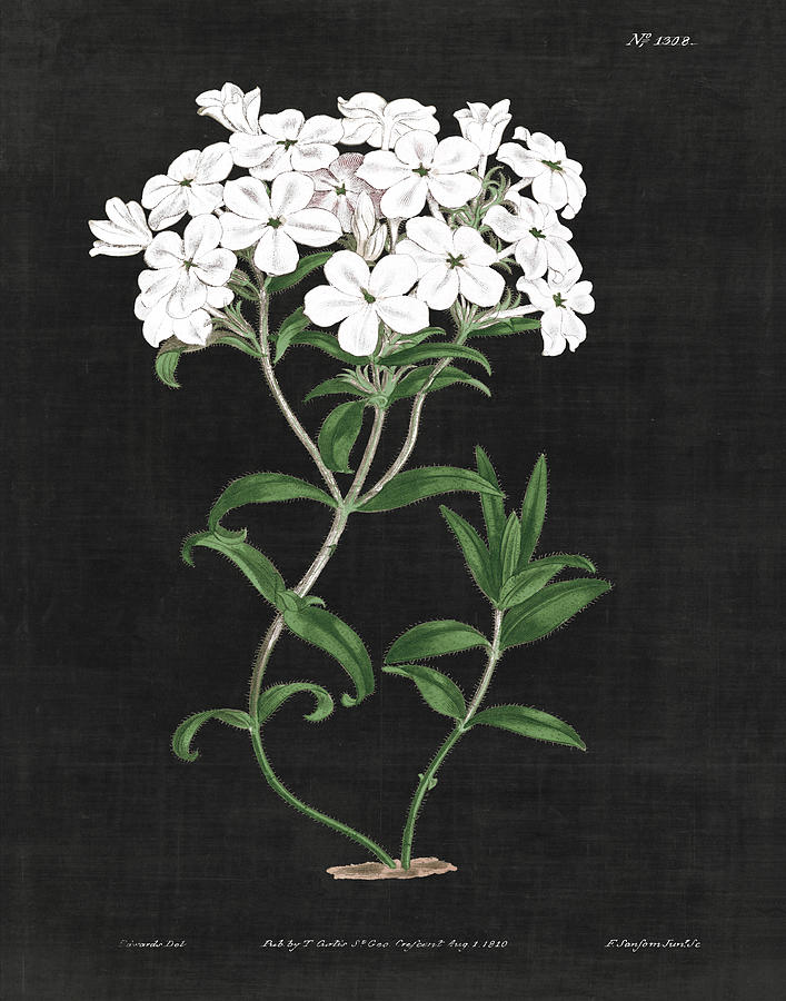Flower Painting - White Botanical On Black Chart Vi by Wild Apple Portfolio