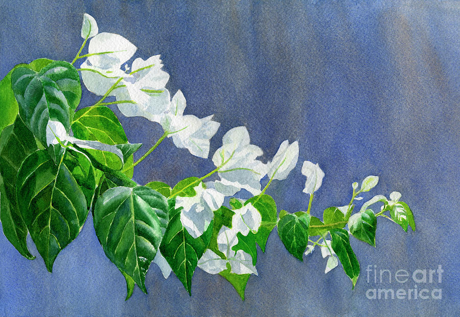 White Bougainvillea Painting by Sharon Freeman