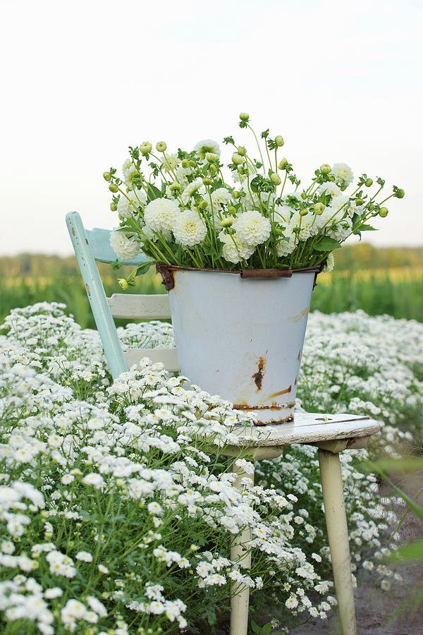 White Bouquet Of Dahlias In A Metal Bucket On A Chair In A Bed With Sneezeweed Photograph by Angelica Linnhoff