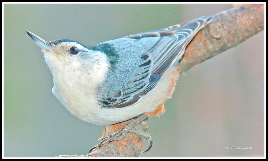 White-breasted Nuthatch Photograph by A Macarthur Gurmankin